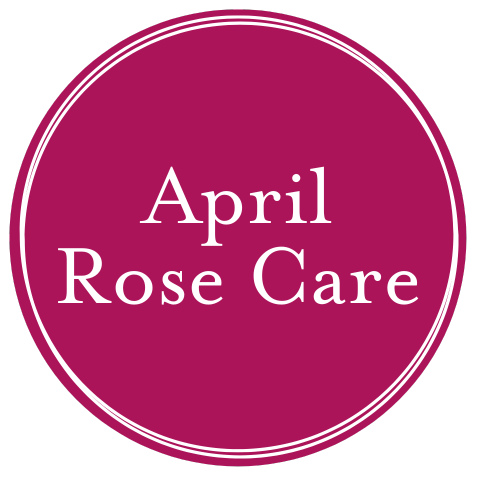 April Rose Care – Witherspoon Rose Culture