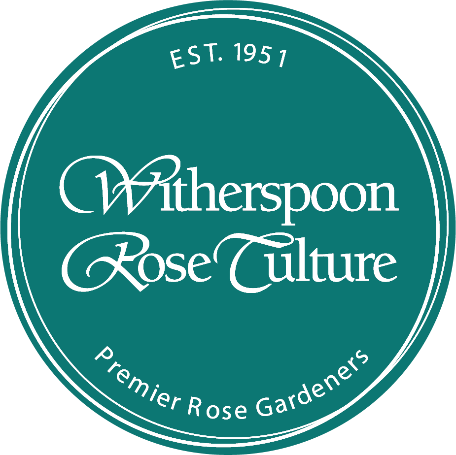 Own Root Roses