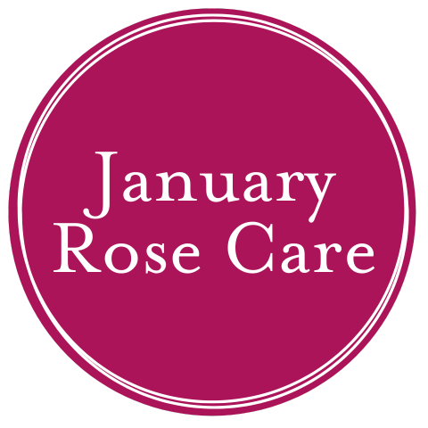 January Rose Care