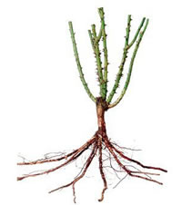 7 Reasons to Order Bareroot Roses