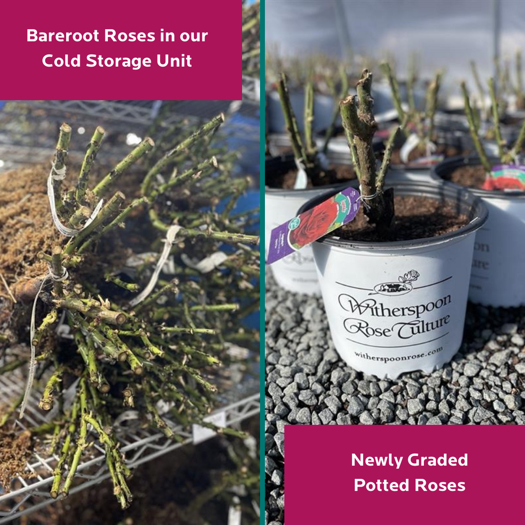 Plant in the fall or spring? Bareroot vs. Potted roses