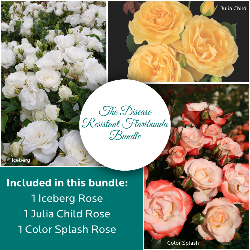 Disease Resistant Bareroot Floribundas