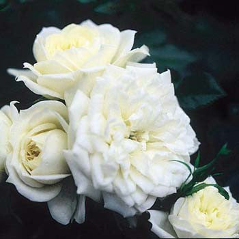 bridal sunblaze bareroot potted