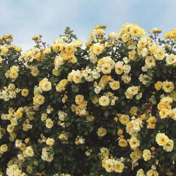 Climbing sky's the limit bareroot potted