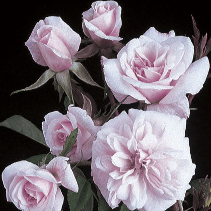 CL Cecile Brunner