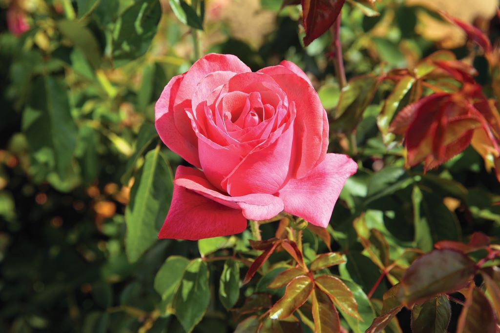 cinnamon rose plant Cinnamon Dolce