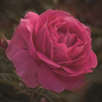 grande dame bareroot potted