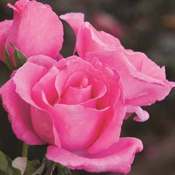 the mccartney rose bareroot potted