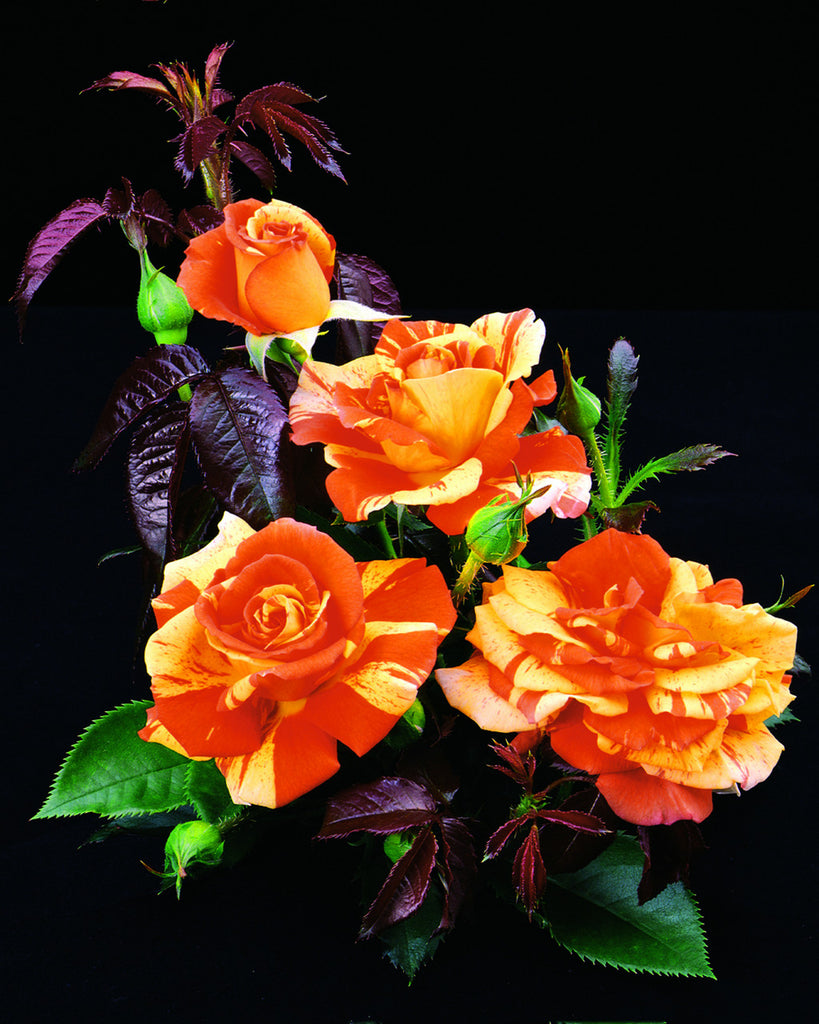 oranges n lemons bareroot potted