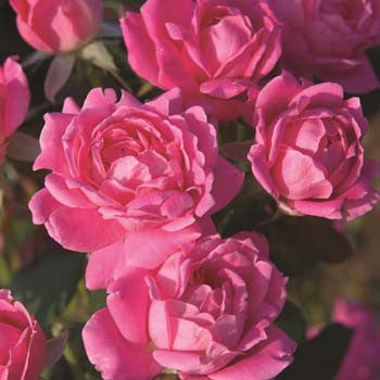 pink double knock out bareroot potted