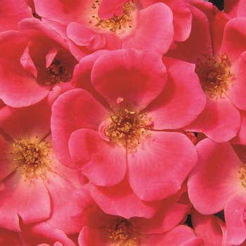 pink knock out bareroot potted