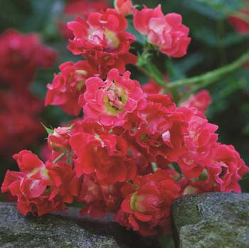 red drift bareroot potted