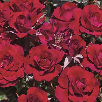Tree Ruby Ruby 18"