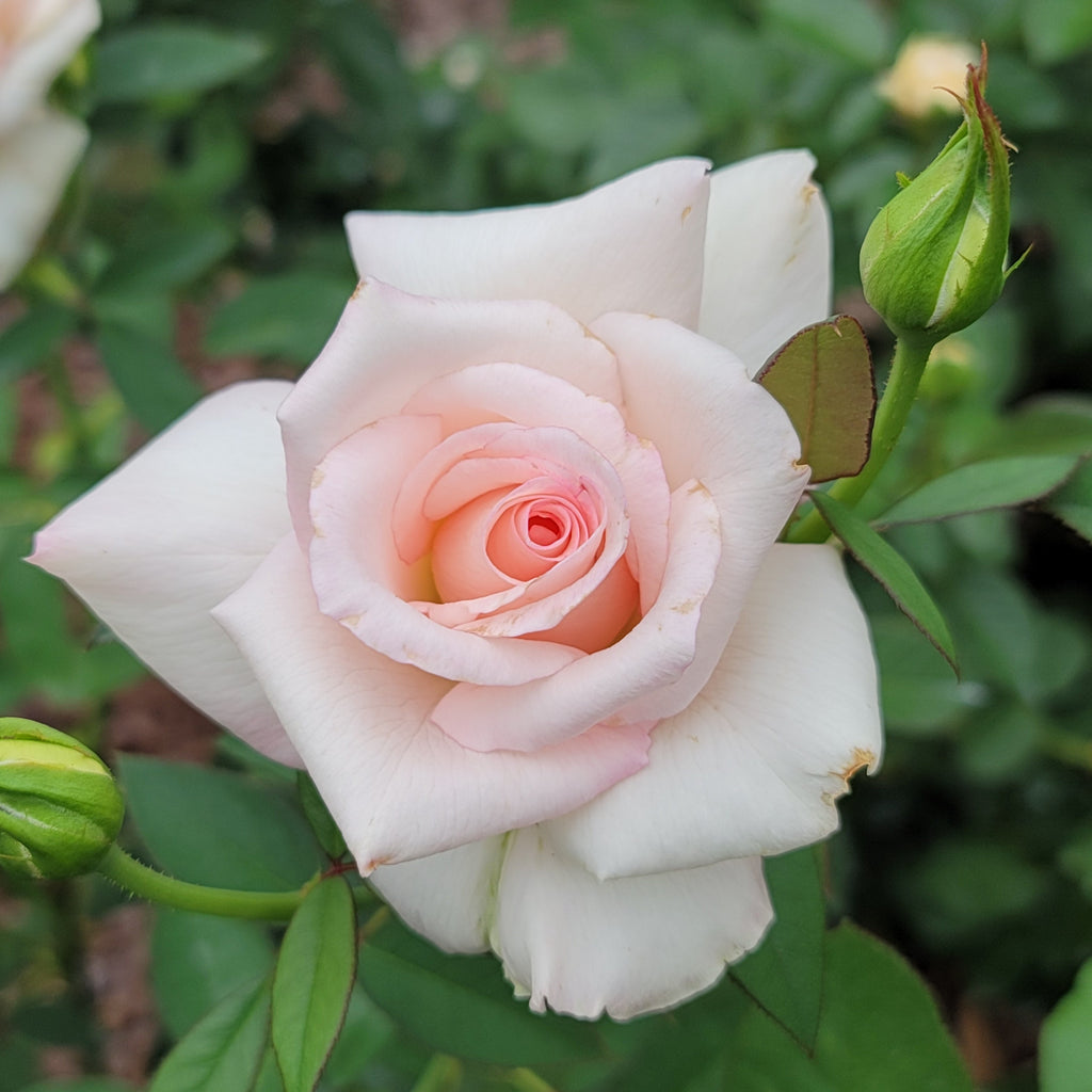 sheer bliss bareroot rose potted rose