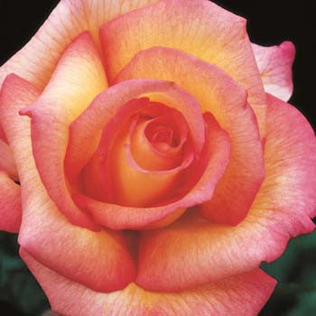 sheilas perfume bareroot potted