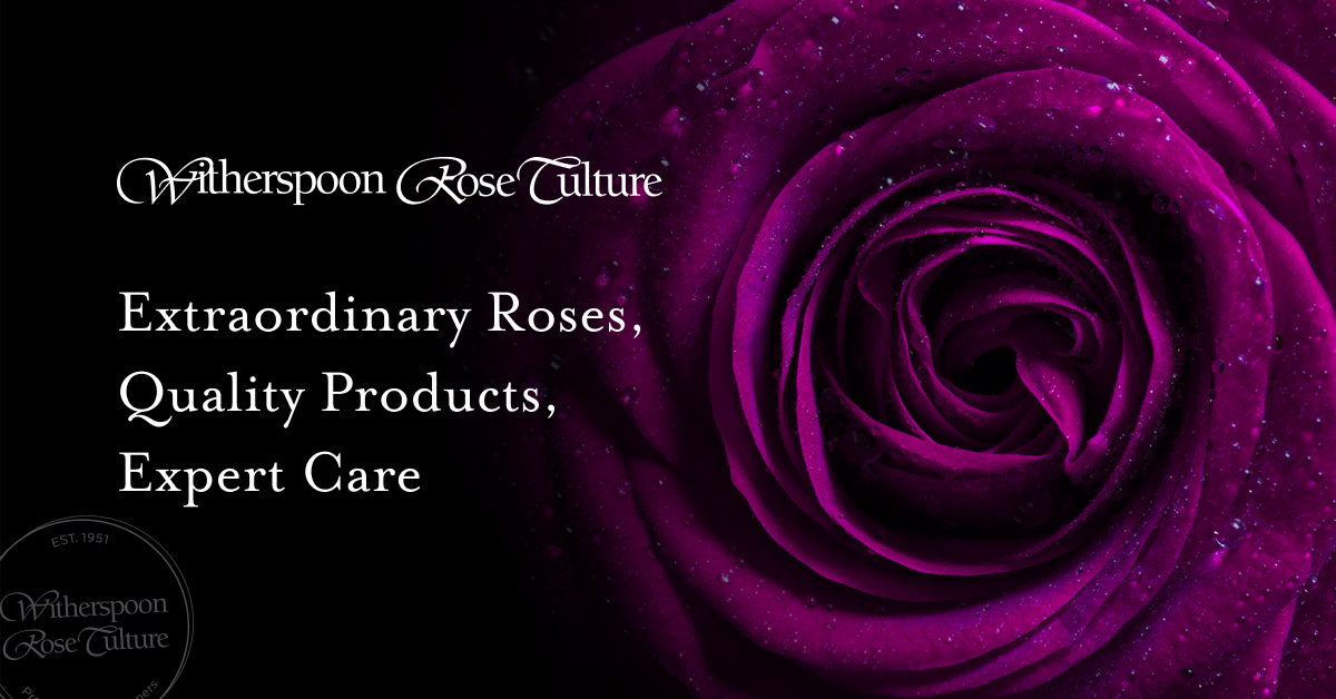 Witherspoon Rose Culture logo