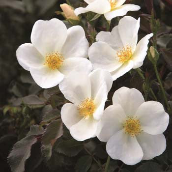 white knock out bareroot potted