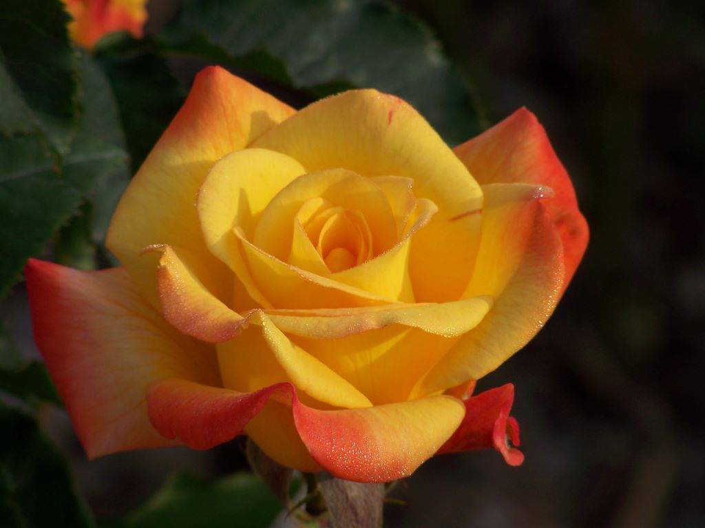 Rio Samba – Witherspoon Rose Culture