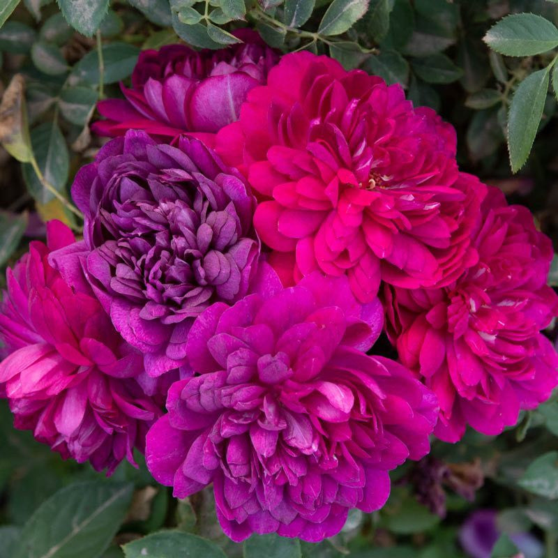sultry night bareroot potted