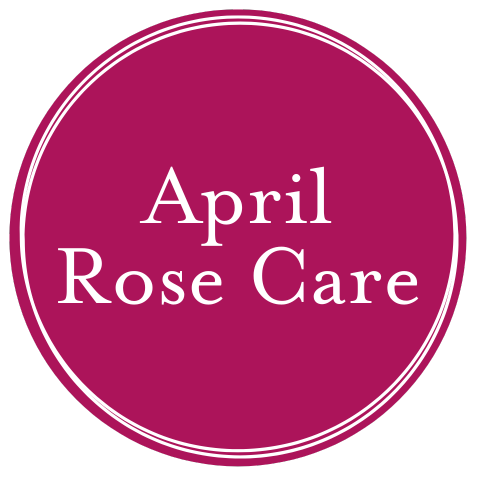 April Rose Care