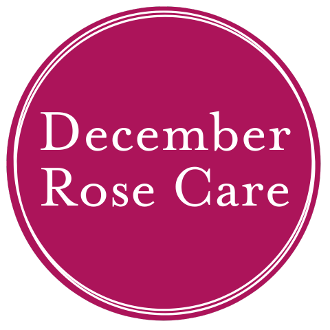 December Rose Care