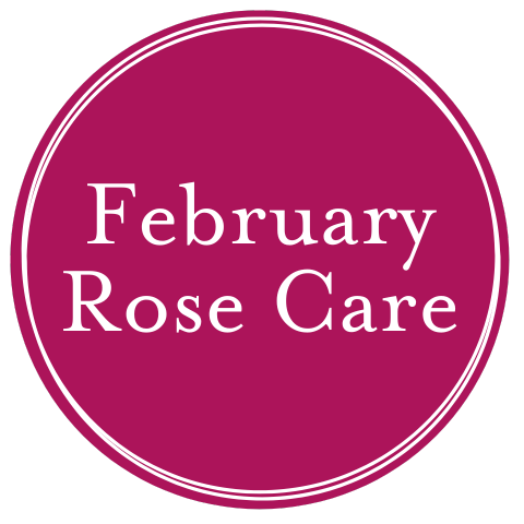 February Rose Care