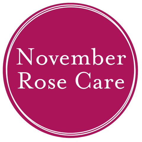 November Rose Care