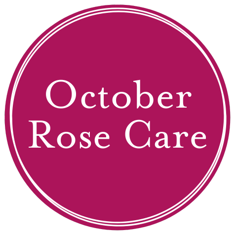 November Rose Care
