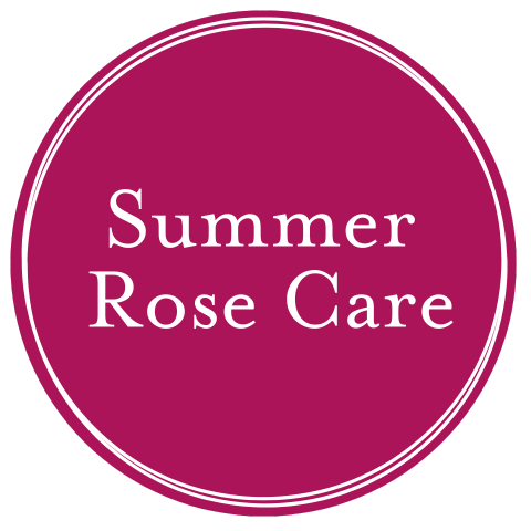 Summer Rose Care