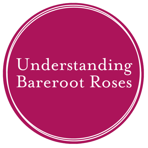Bareroot Roses: Your Guide to Planting Success