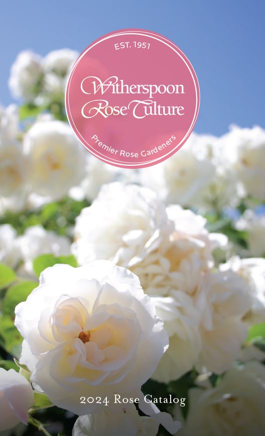 Browse our 2024 Rose Catalog Witherspoon Rose Culture