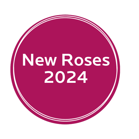 New Year, New Roses