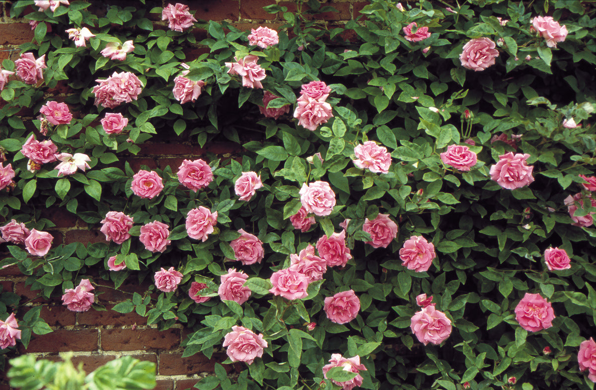 Climbing Roses – Witherspoon Rose Culture
