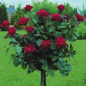 tree mister Lincoln bareroot potted 