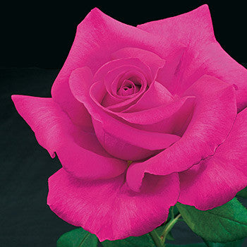 All My Loving – Witherspoon Rose Culture