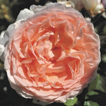 Kordes Roses – Witherspoon Rose Culture