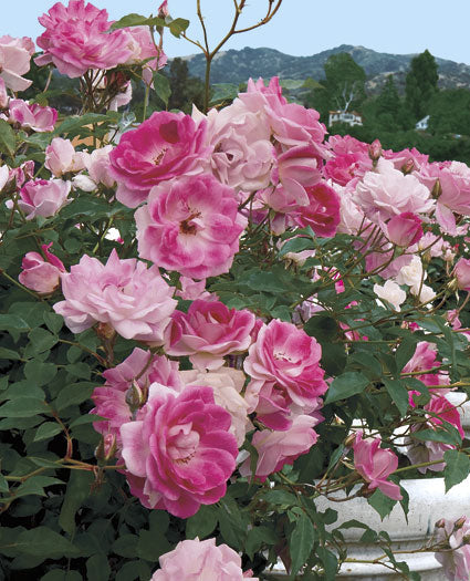 Tree Brilliant Pink Iceberg 24"