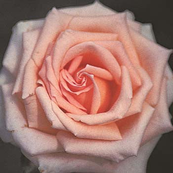Climbing Pearly Gates – Witherspoon Rose Culture