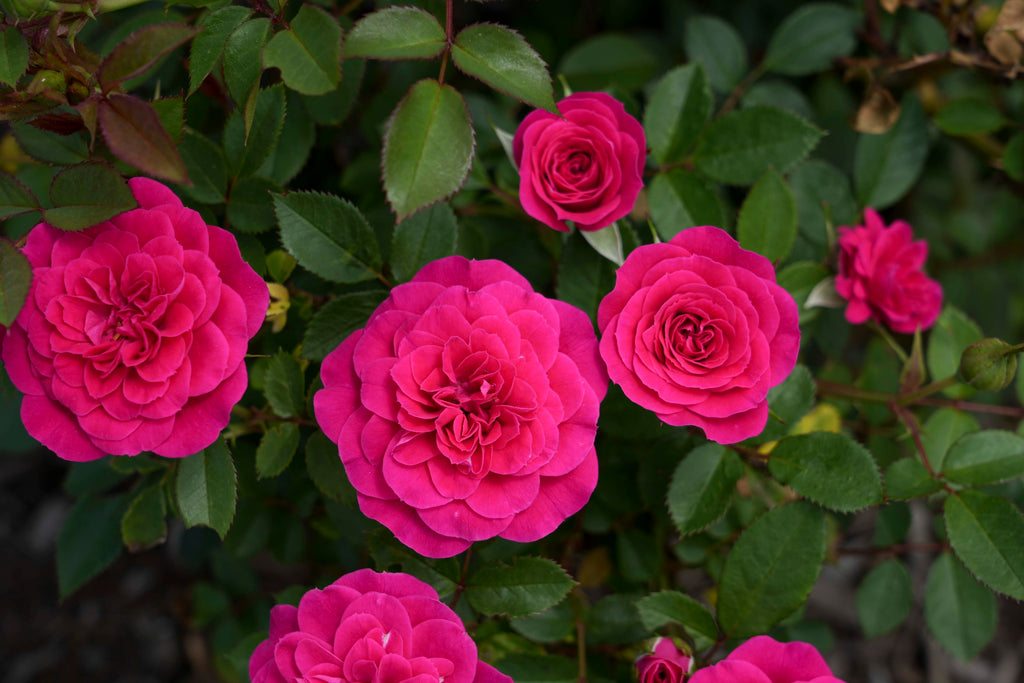 Sunblaze Dragon Fruit