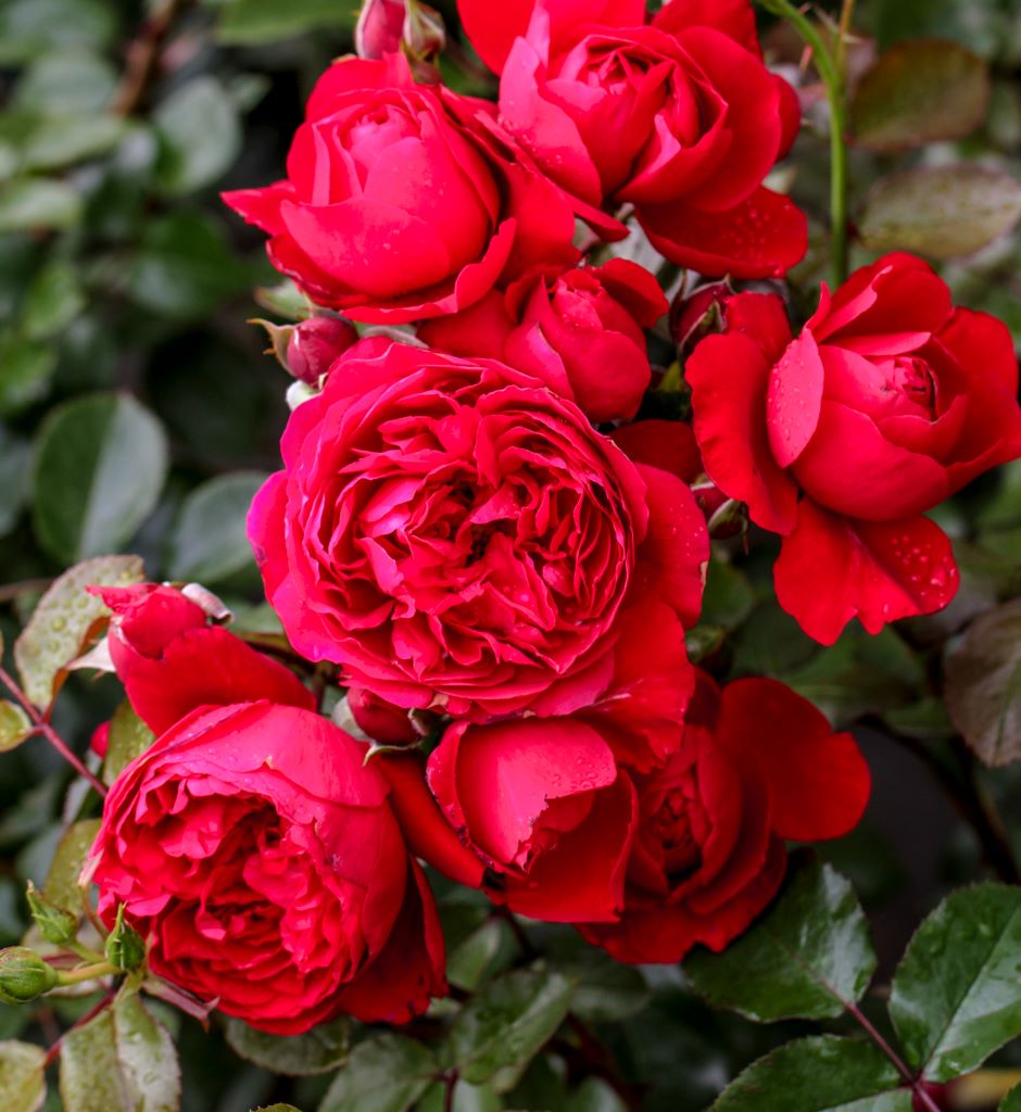 Climbing Florentina – Witherspoon Rose Culture