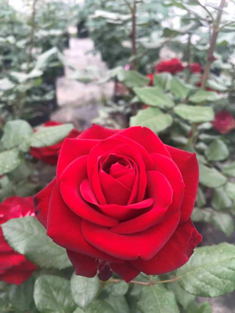 Forever Yours Witherspoon Rose Culture