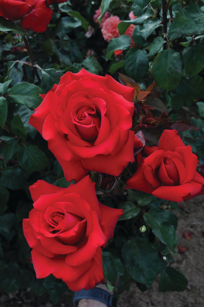 Eleganza Grande Amore