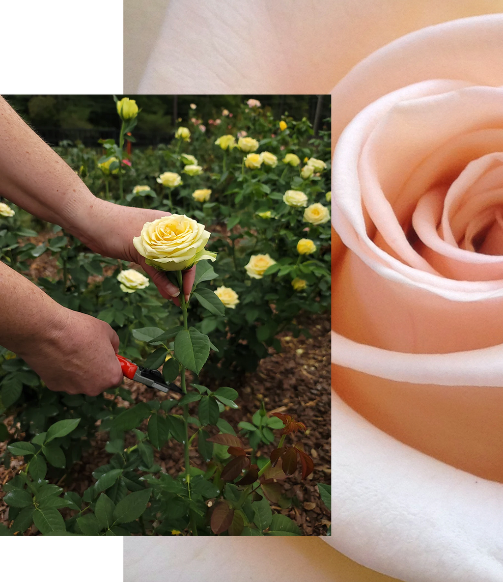 We Know Roses