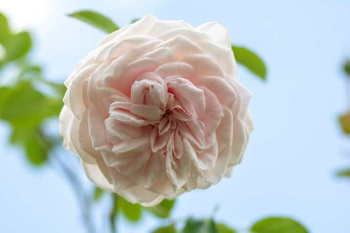 日傘〈Rose Blanc × familiar〉　2025ver Amazon | 100%遮光 日傘 折りたたみ傘【Rose Blanc】 日傘 晴雨