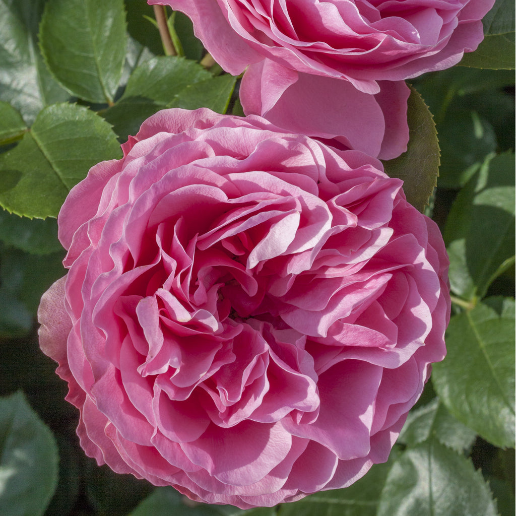 Image No 2 Not Found