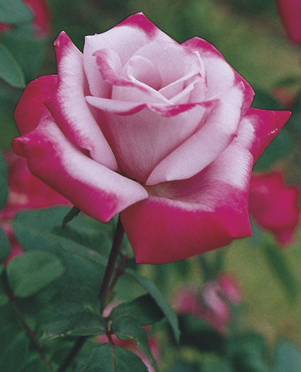 Paradise bareroot rose potted rose 