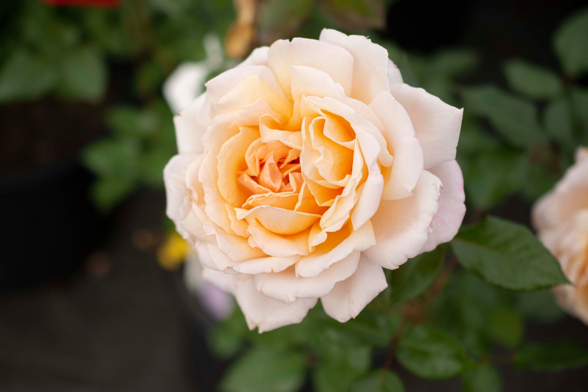 Parfuma Sunrise – Witherspoon Rose Culture