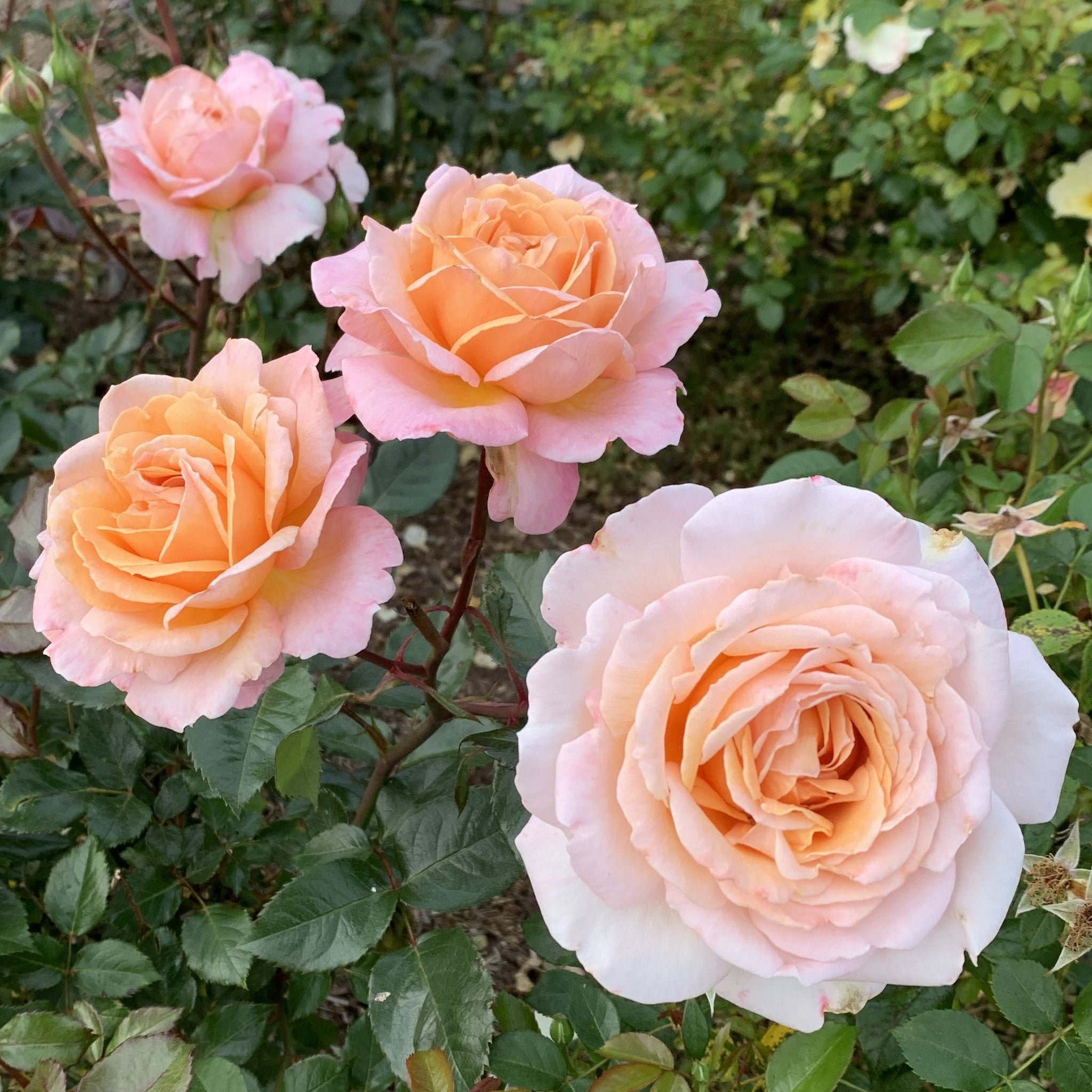 Sunrse Roses Parfuma Sunrise – Witherspoon Rose Culture