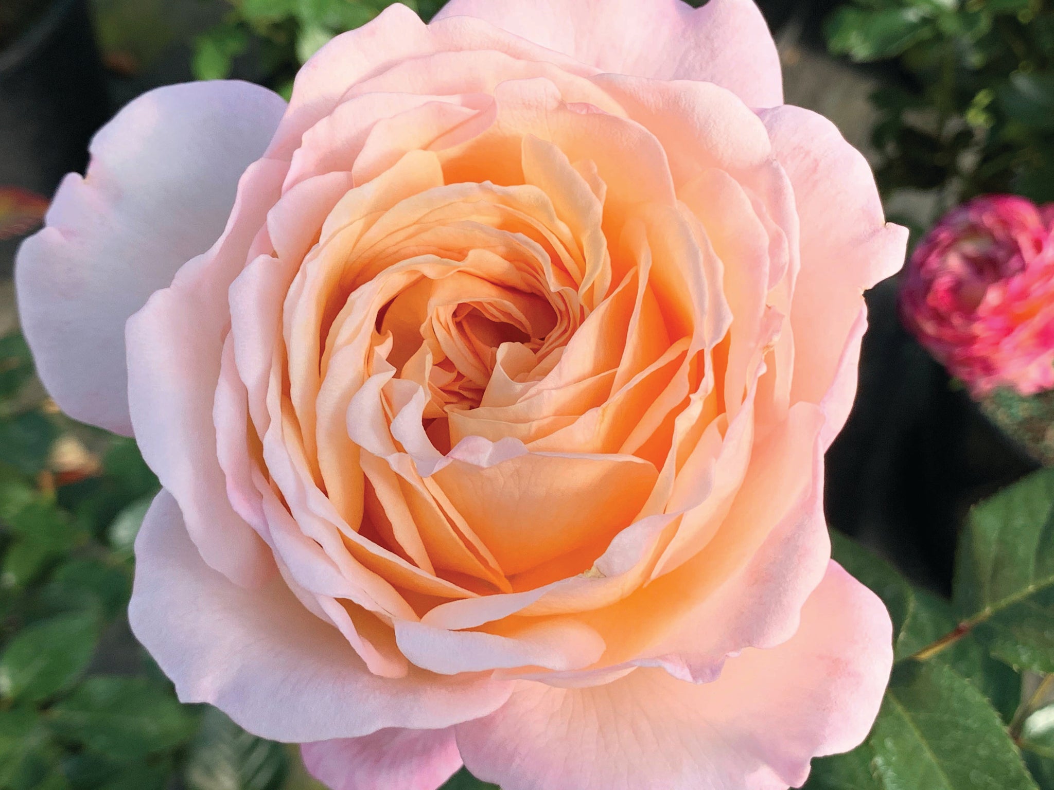 White Parfuma Roses Parfuma Sunrise – Witherspoon Rose Culture