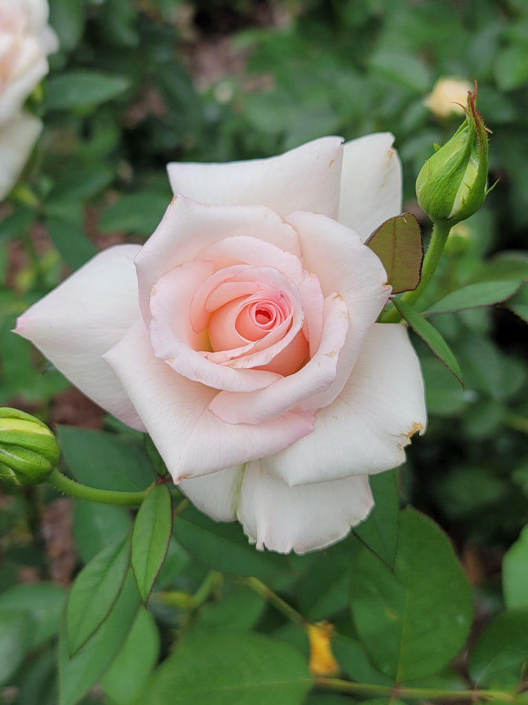 sheer bliss bareroot rose potted rose